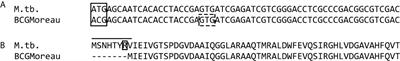 M. bovis BCG Moreau N-Terminal Loss Leads to a Less Stable Dodecin With Lower Flavin Binding Capacity